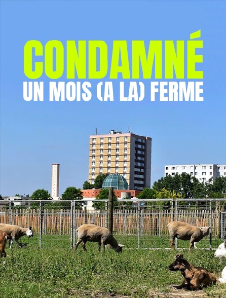 Condamné : un mois (à la) ferme