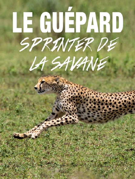 Le guépard, sprinter de la savane