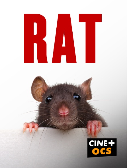 CINÉ Cinéma - Rat