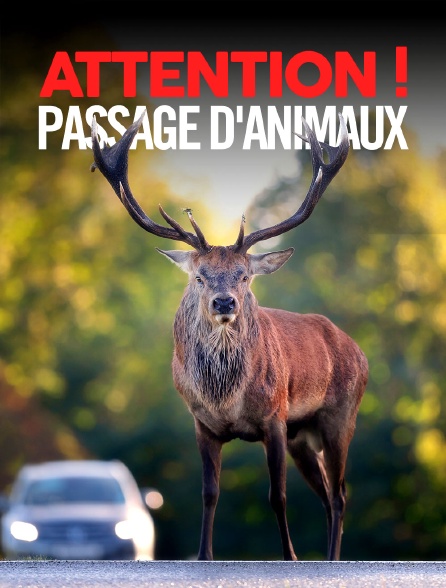 Attention ! Passage d'animaux : Quand la faune croise nos routes