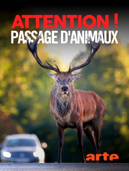Arte - Attention ! Passage d'animaux : Quand la faune croise nos routes