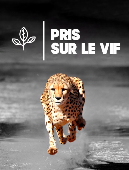 Pris sur le vif