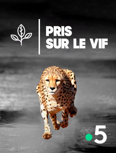 France 5 - Pris sur le vif