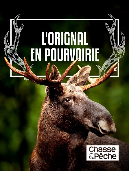 Chasse et pêche - L'orignal en pourvoirie