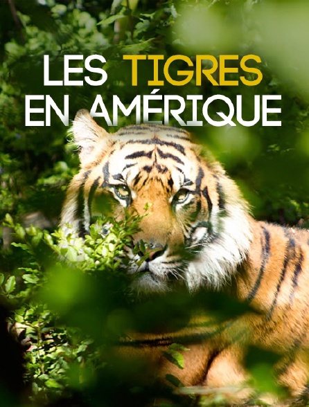 Les tigres en Amérique