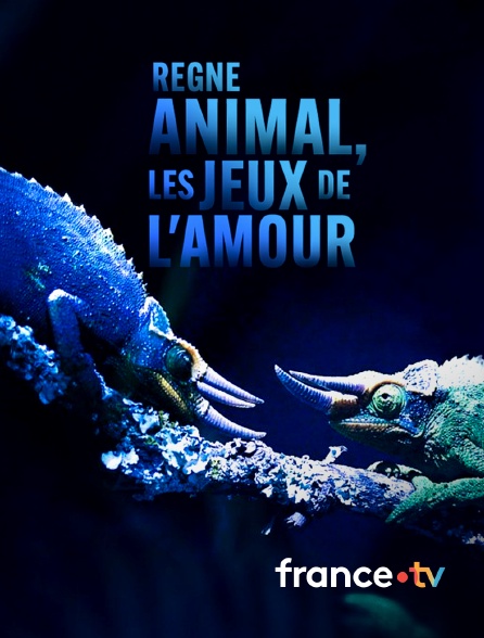 france.tv - Règne animal, les jeux de l'amour en replay