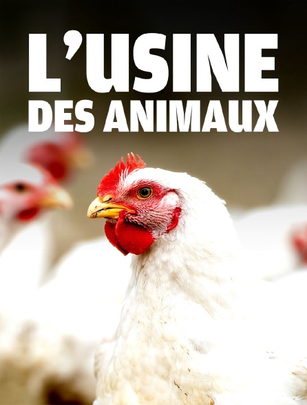 L'usine des animaux