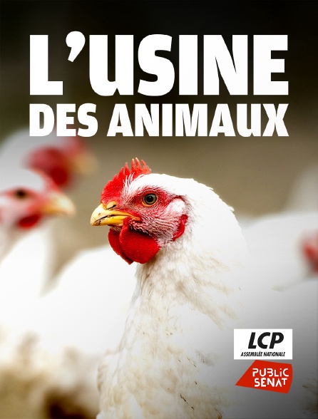 LCP Public Sénat - L'usine des animaux