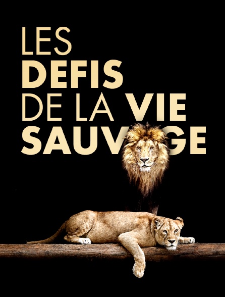 Les défis de la vie sauvage