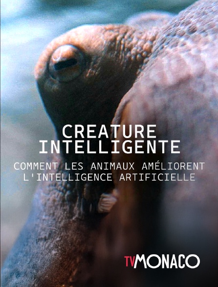 TV Monaco - CRÉATURE INTELLIGENTE : COMMENT LES ANIMAUX AMÉLIORENT L'INTELLIGENCE ARTIFICIELLE