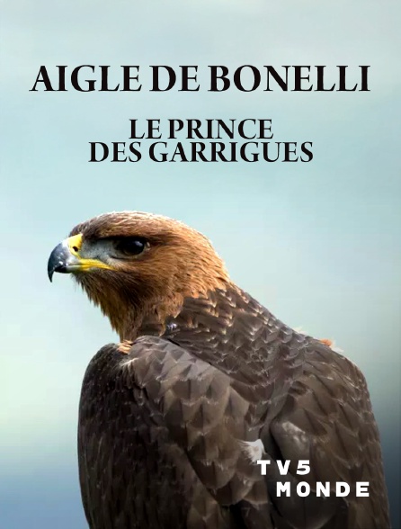 TV5MONDE - Aigle de Bonelli, le prince des garrigues