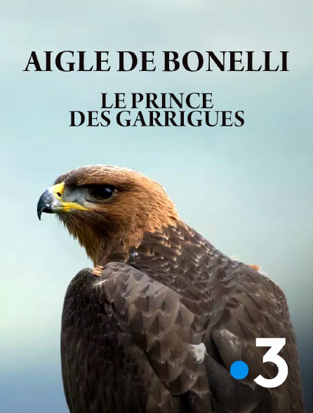France 3 - Aigle de Bonelli, le prince des garrigues
