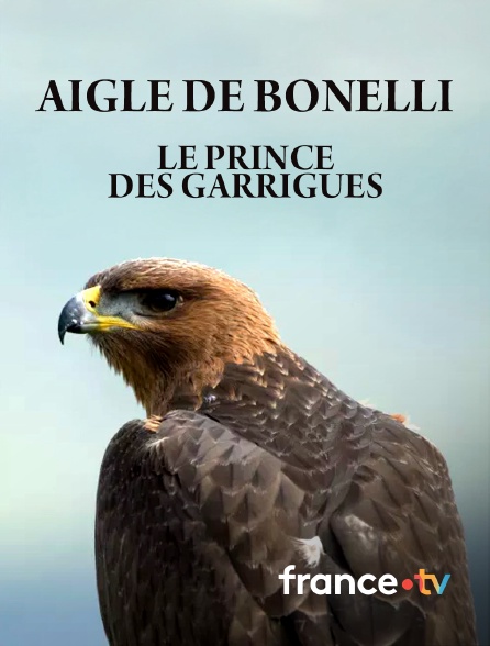 france.tv - Aigle de Bonelli, le prince des garrigues