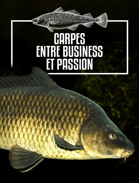 Carpes, entre business et passion