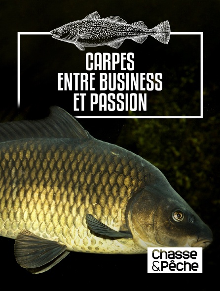 Chasse et pêche - Carpes, entre business et passion
