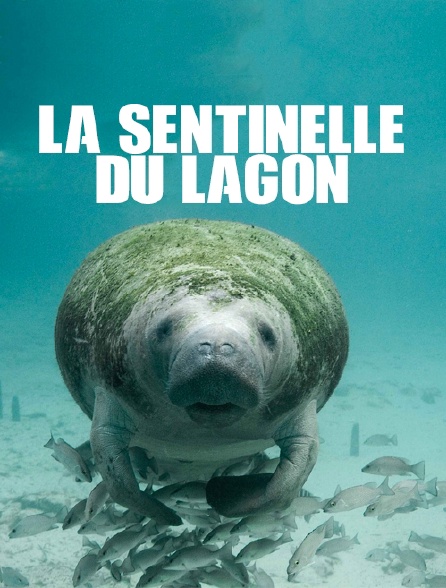 La sentinelle du lagon