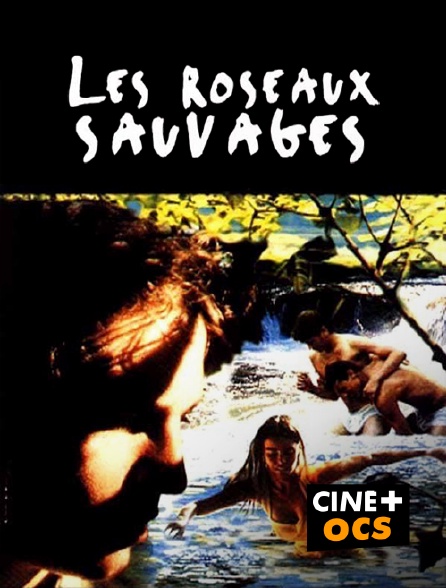 CINÉ Cinéma - Les roseaux sauvages