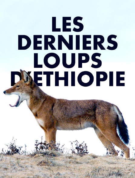 Les derniers loups d'Ethiopie