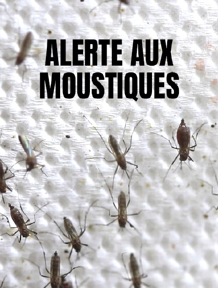 Alerte aux moustiques