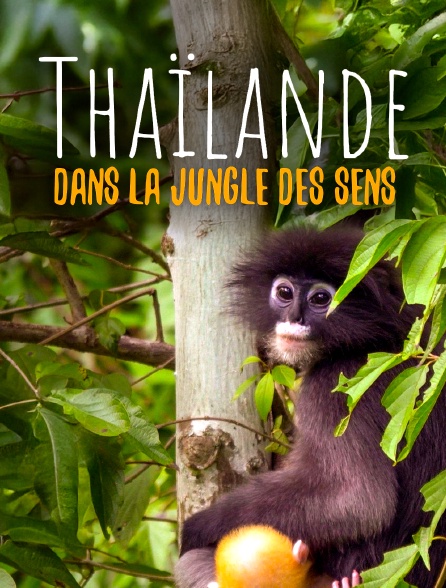 Thaïlande, dans la jungle des sens