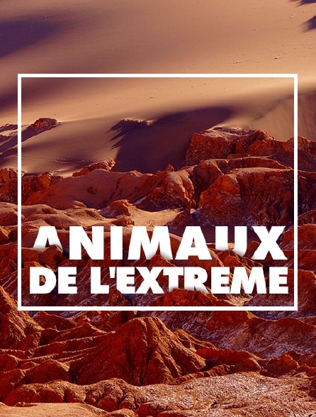 Animaux de l'extrême