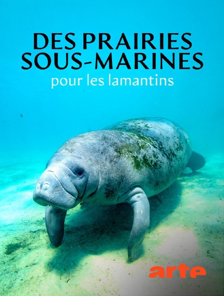 Arte - Des prairies sous-marines pour les lamantins