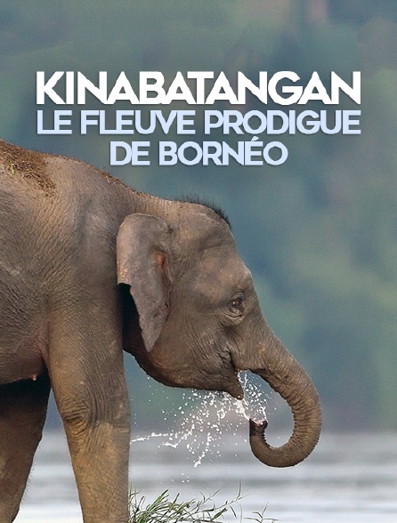 Kinabatangan, le fleuve prodigue de Bornéo