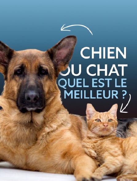 Chien ou chat : quel est le meilleur ?