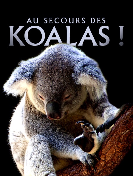 Au secours des koalas !