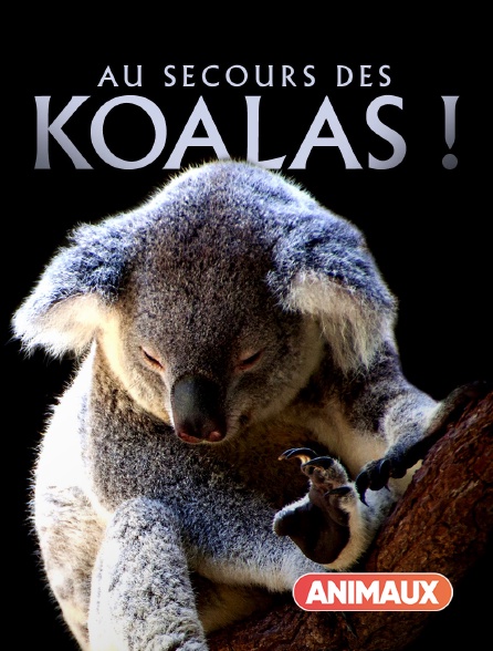Animaux - Au secours des koalas !