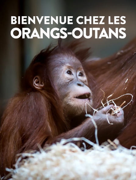 Bienvenue chez les orangs-outans