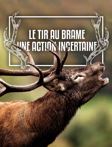 Le tir au brame, une action incertaine