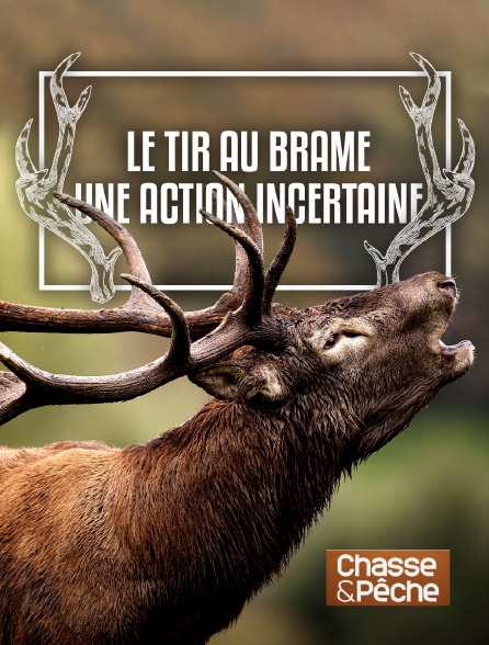 Chasse et pêche - Le tir au brame, une action incertaine