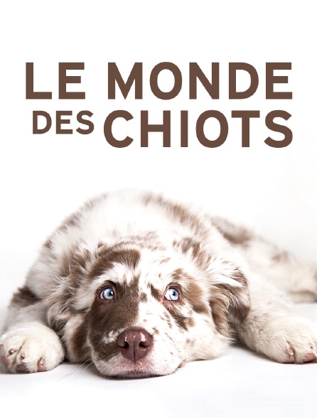 Le monde des chiots