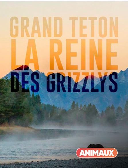 Animaux - Grand Teton, la reine des Grizzlys