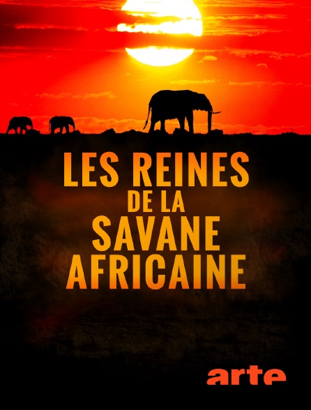 Arte - Les reines de la savane africaine