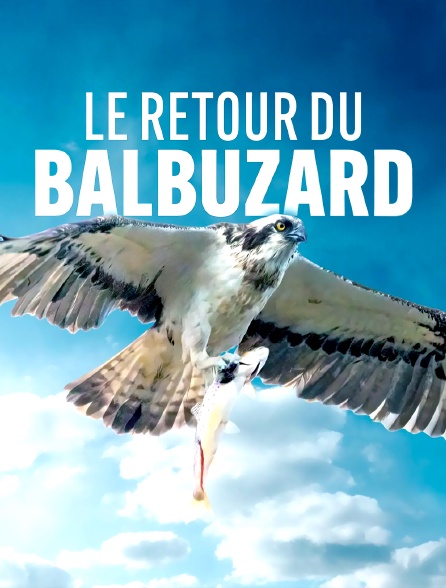 Le retour du Balbuzard