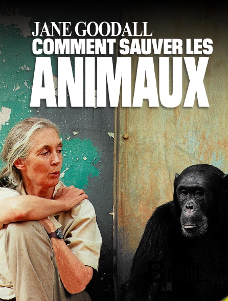 Brut - Jane Goodall - Comment sauver les animaux en replay
