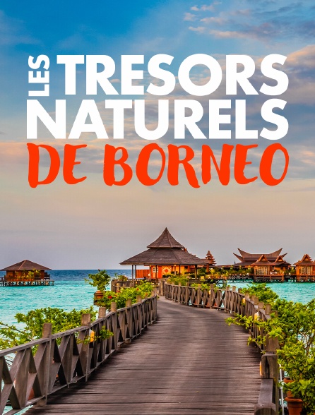 Les trésors naturels de Bornéo