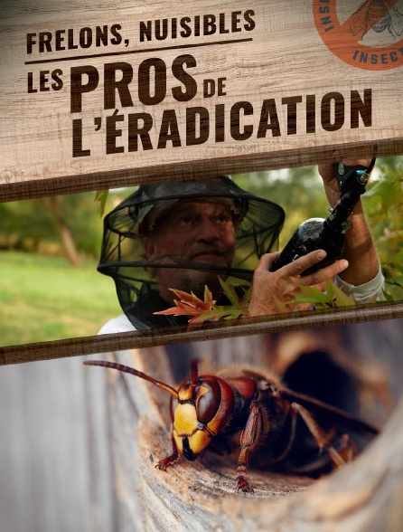 Frelons, nuisibles : les pros de l'éradication