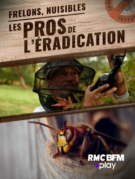 RMC BFM Play - Frelons, nuisibles : les pros de l'éradication