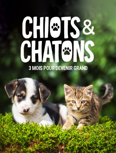 Chiots & chatons, 3 mois pour devenir grand