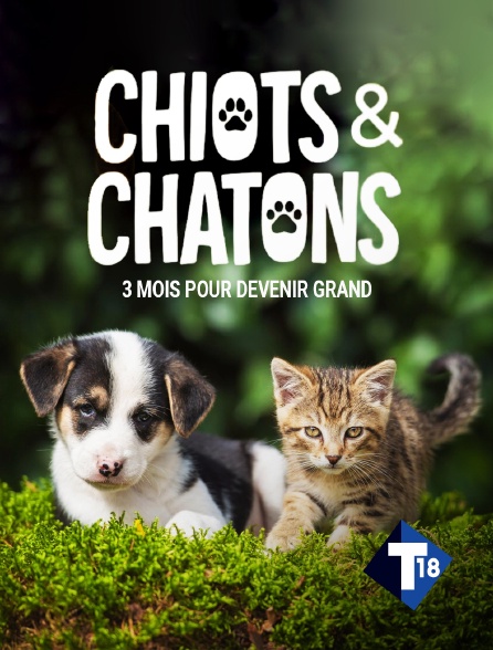T18 - Chiots & chatons, 3 mois pour devenir grand