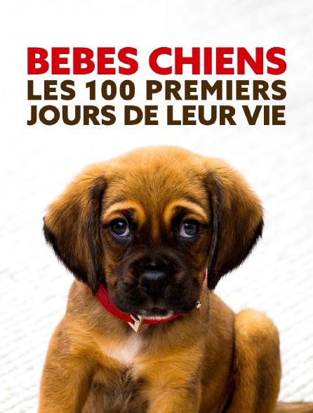 Bébés chiens : les 100 premiers jours de leur vie