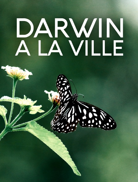 Darwin à la ville : l'évolution en milieu urbain