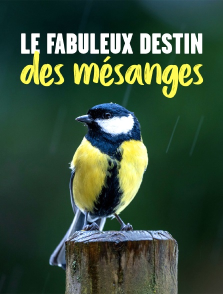 Le fabuleux destin des mésanges