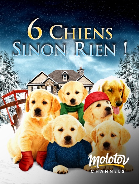 Mango - 6 chiens sinon rien