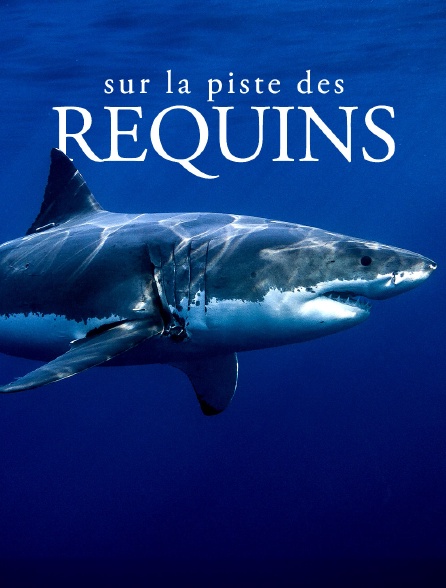 Sur la piste des requins : une exploration océanique
