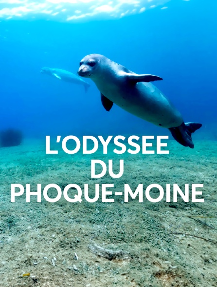 L'odyssée du phoque-moine