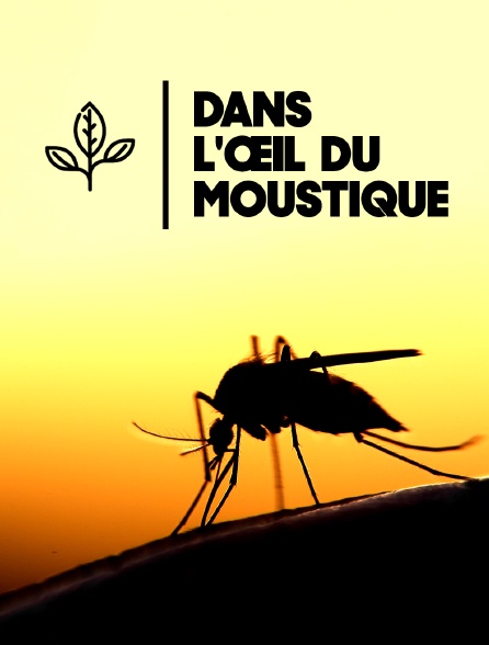 Dans l'œil du moustique